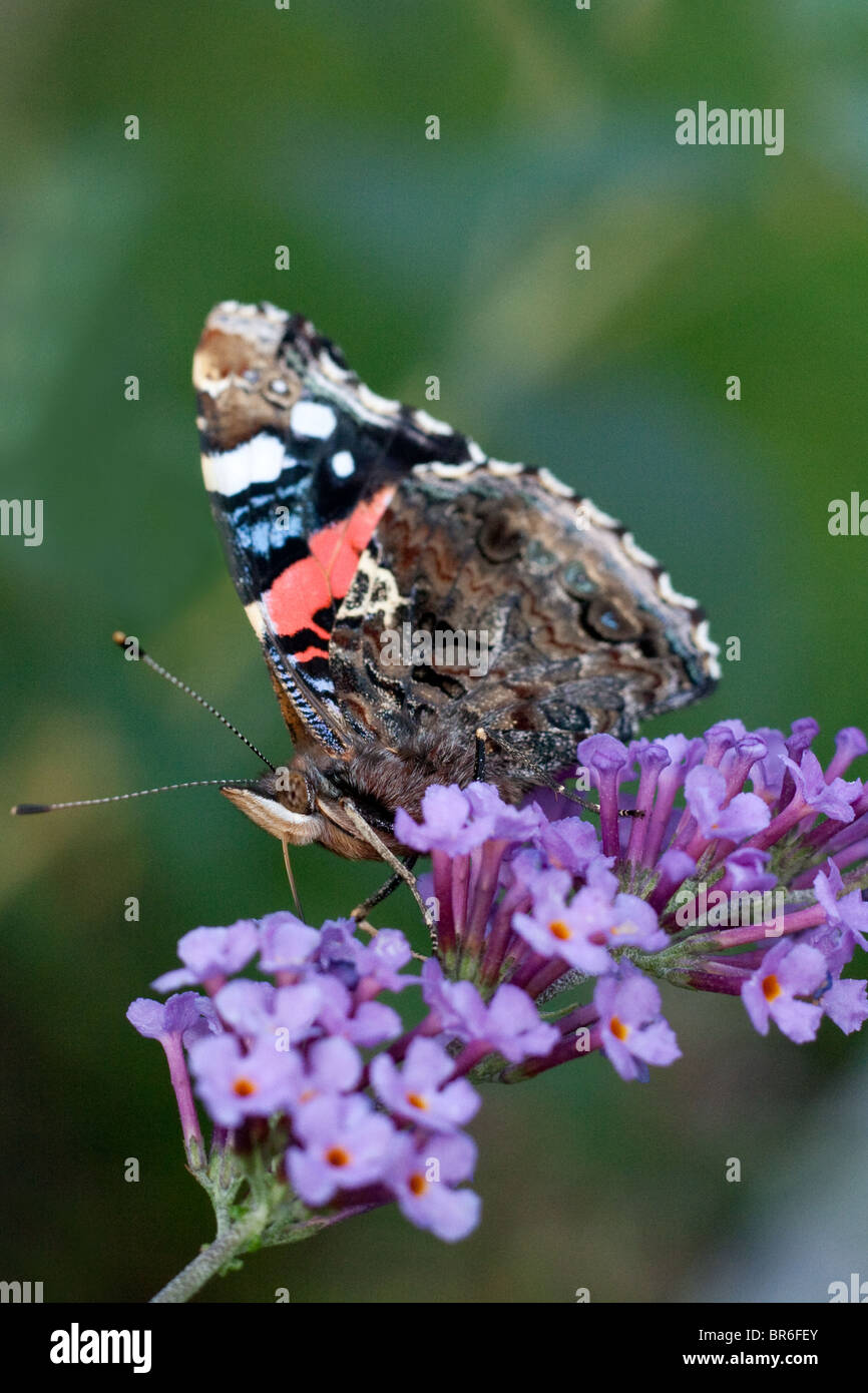 Red Admiral Schmetterling (Vanessa Atalanta) Einnahme von Pollen von einer Sommerflieder Pflanze. Stockfoto