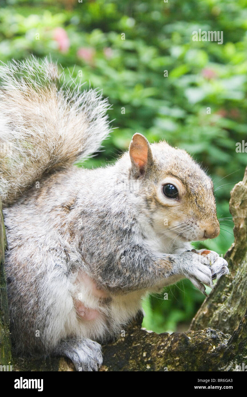 Graue Eichhörnchen Essen eine Nuss. Stockfoto