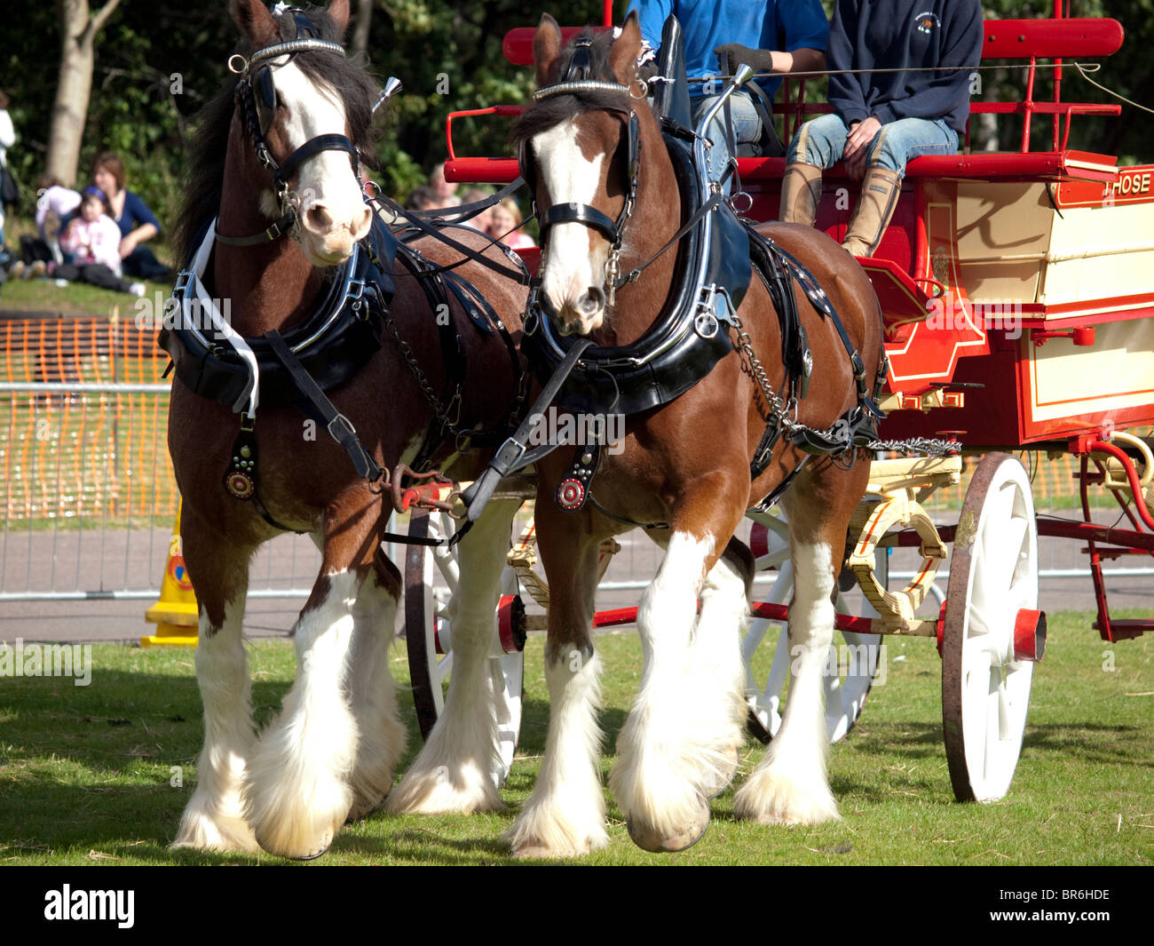 Paar der Clydesdale-Pferde mit Wagen Stockfoto