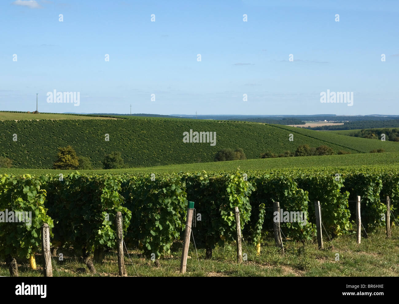 Blick über Sauvignon Blanc Weinberge in Crezancy de Sancerre im Spätsommer Stockfoto