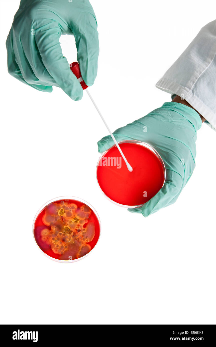 Eine Laborantin mit einem Wattestäbchen auf eine Petrischale mit einer Bakterienkultur, Nahaufnahme von hand Stockfoto