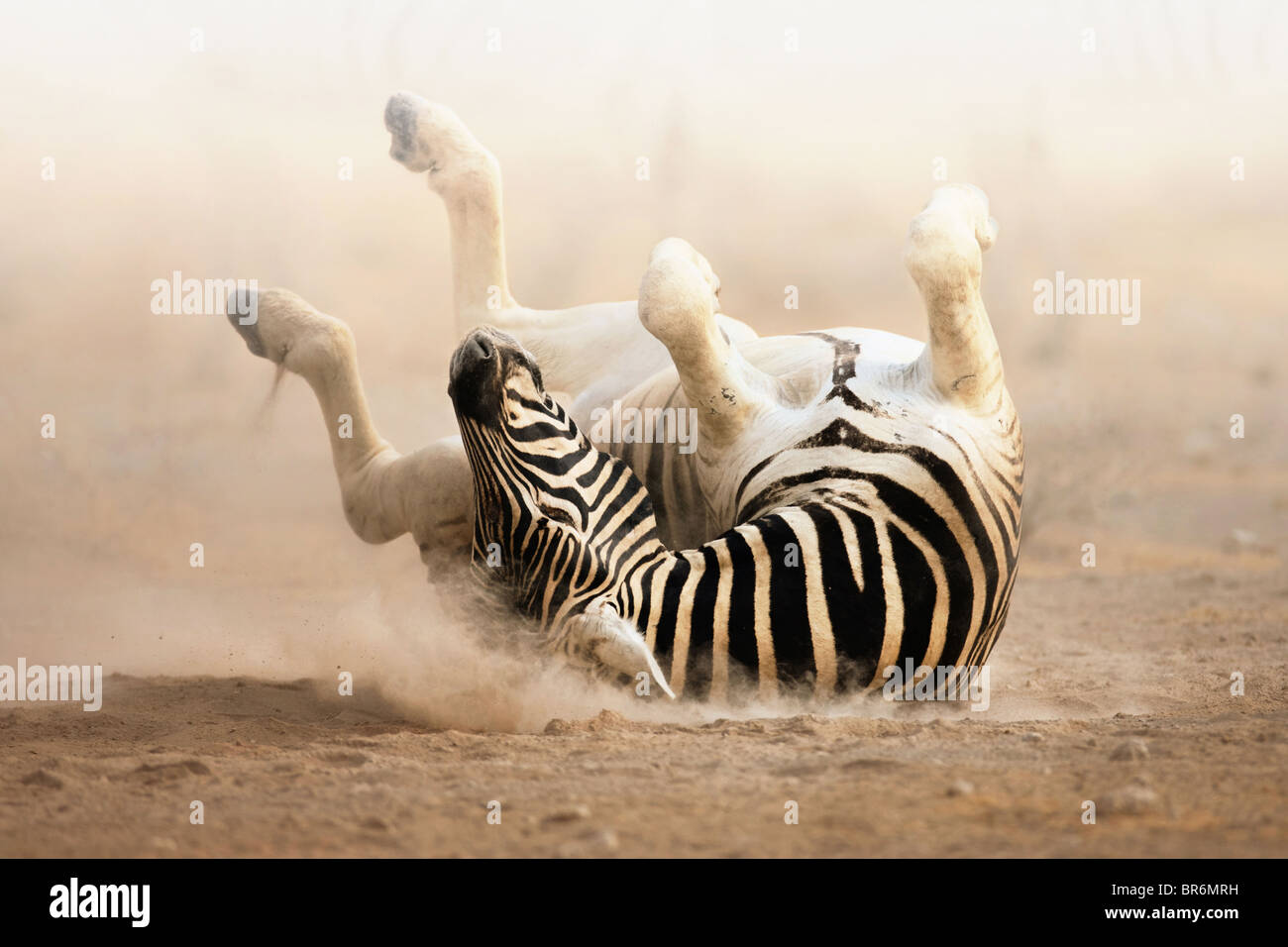Zebra Rollen auf staubigen Sand in den frühen Morgenstunden; Etosha Stockfoto