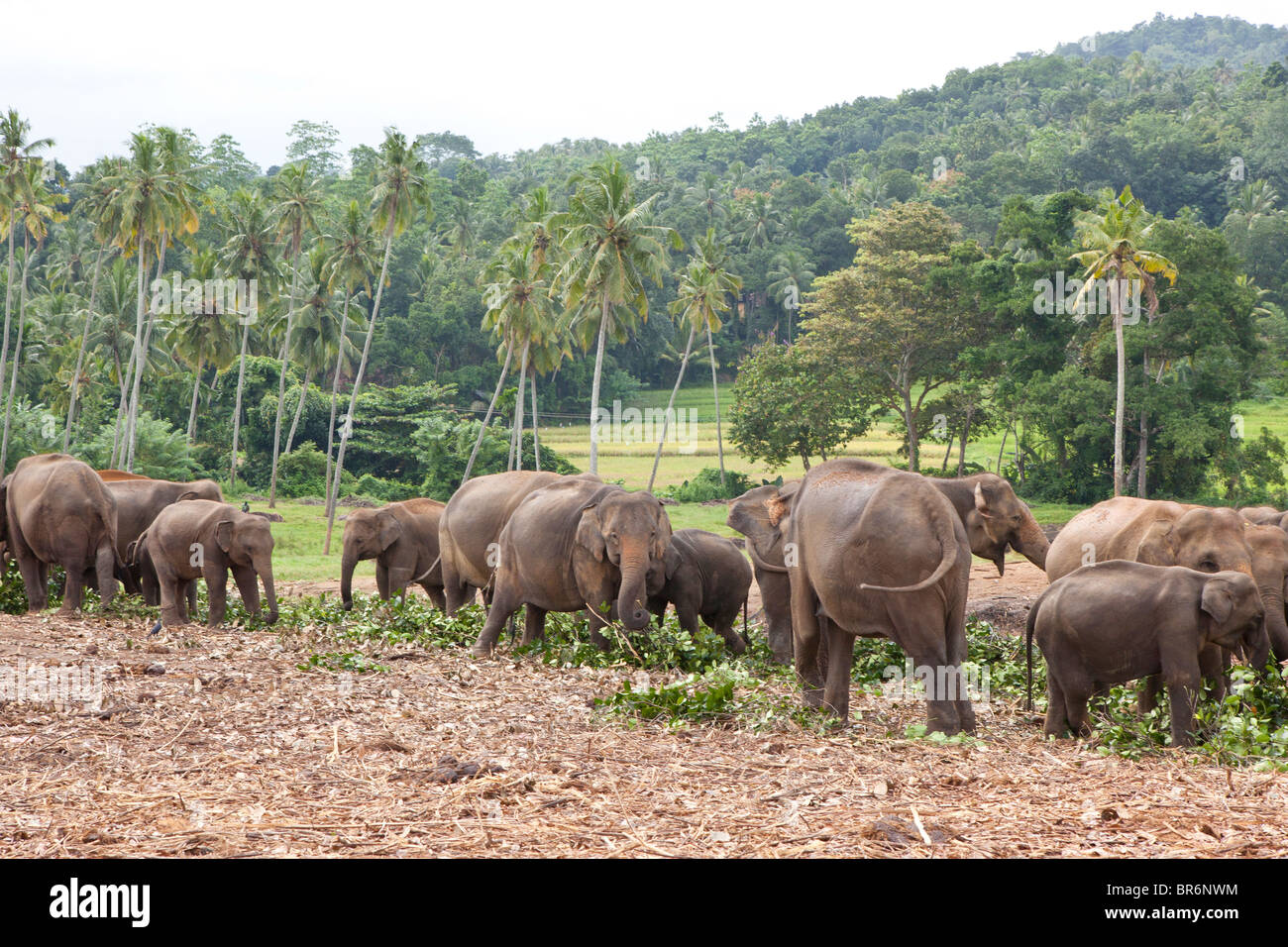 Eine Familie von Elefanten in das Pinnawela-Elefantenwaisenhaus in Sri Lanka Stockfoto