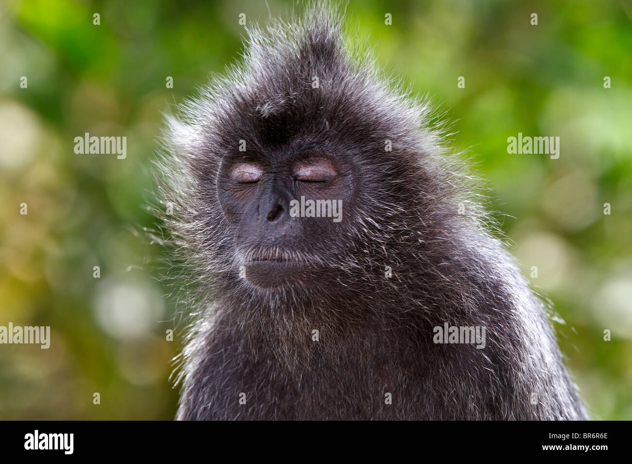 Silbrig Gruppen, silbrig Languren, Silvered Blatt Affen, silbrig Gruppen oder Silvered Languren. Augen geschlossen und lustigen Gesichtsausdruck Stockfoto