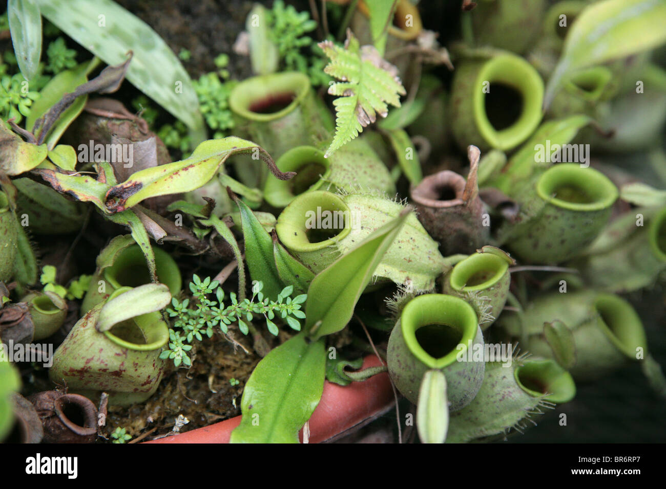 Gattung: Nepenthes.  Tropische Kannenpflanze oder Affe-Cup. Stockfoto