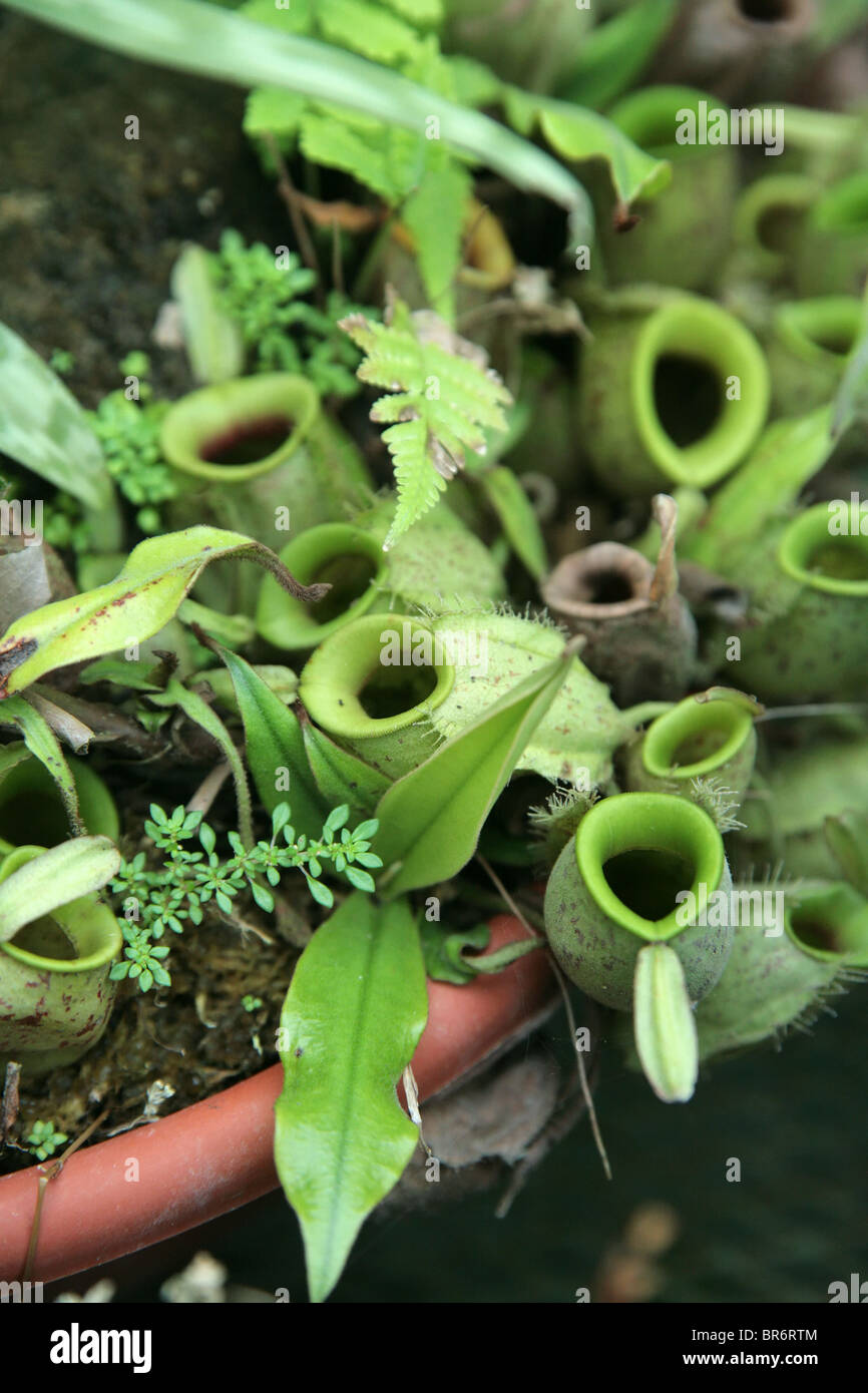 Gattung: Nepenthes.  Tropische Kannenpflanze oder Affe-Cup. Stockfoto