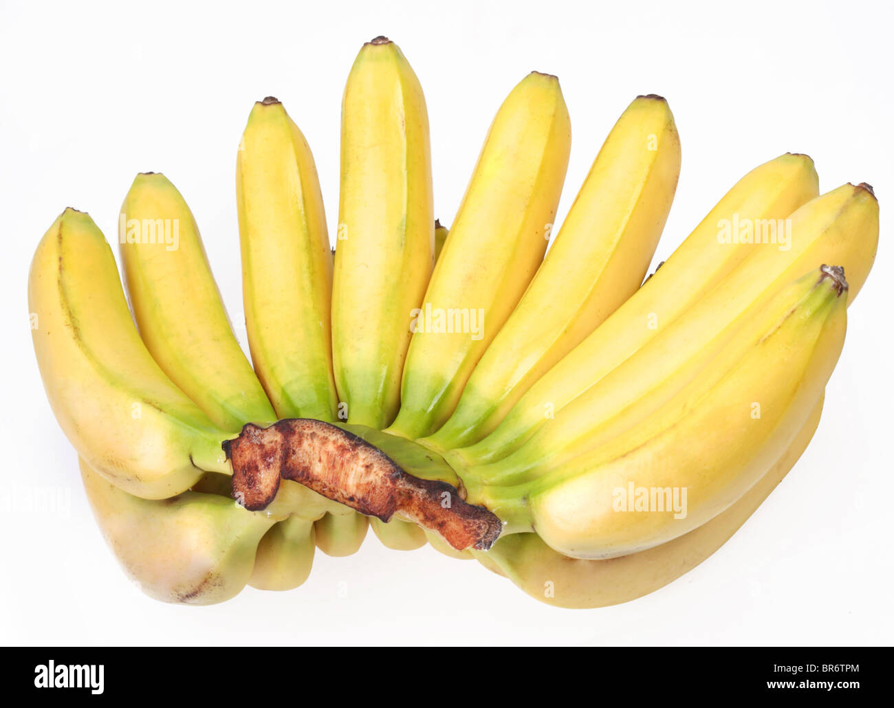 Bündel Bananen isoliert auf weißem Hintergrund Stockfoto