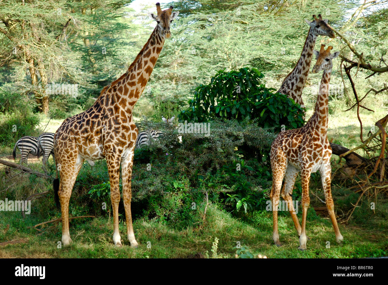 Eine Gruppe von Giraffen in Kenia in Ostafrika Stockfoto