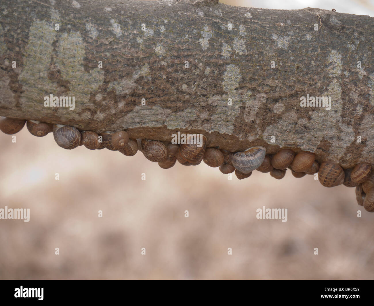 Unstreitig Schnecken Gruppe zusammen auf der Unterseite von einem Ast in Santa Barbara County, Kalifornien, USA. Stockfoto