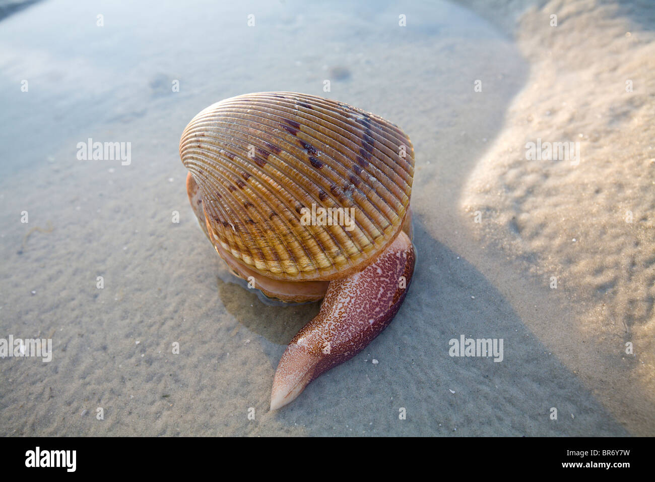 Großen Blut Cockle Clam liegen auf dem Sand in den Golf von Mexiko Stockfoto