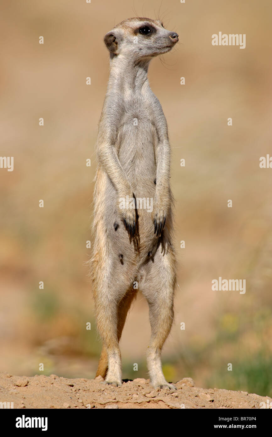 Alert Erdmännchen (Suricata Suricatta) stehend in Erwartung der Gefahr, Südafrika Stockfoto