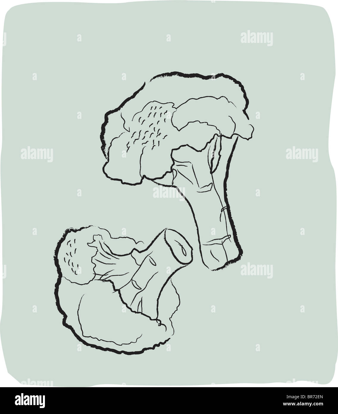 Eine strukturierte Zeichnung von Brokkoli Stockfoto