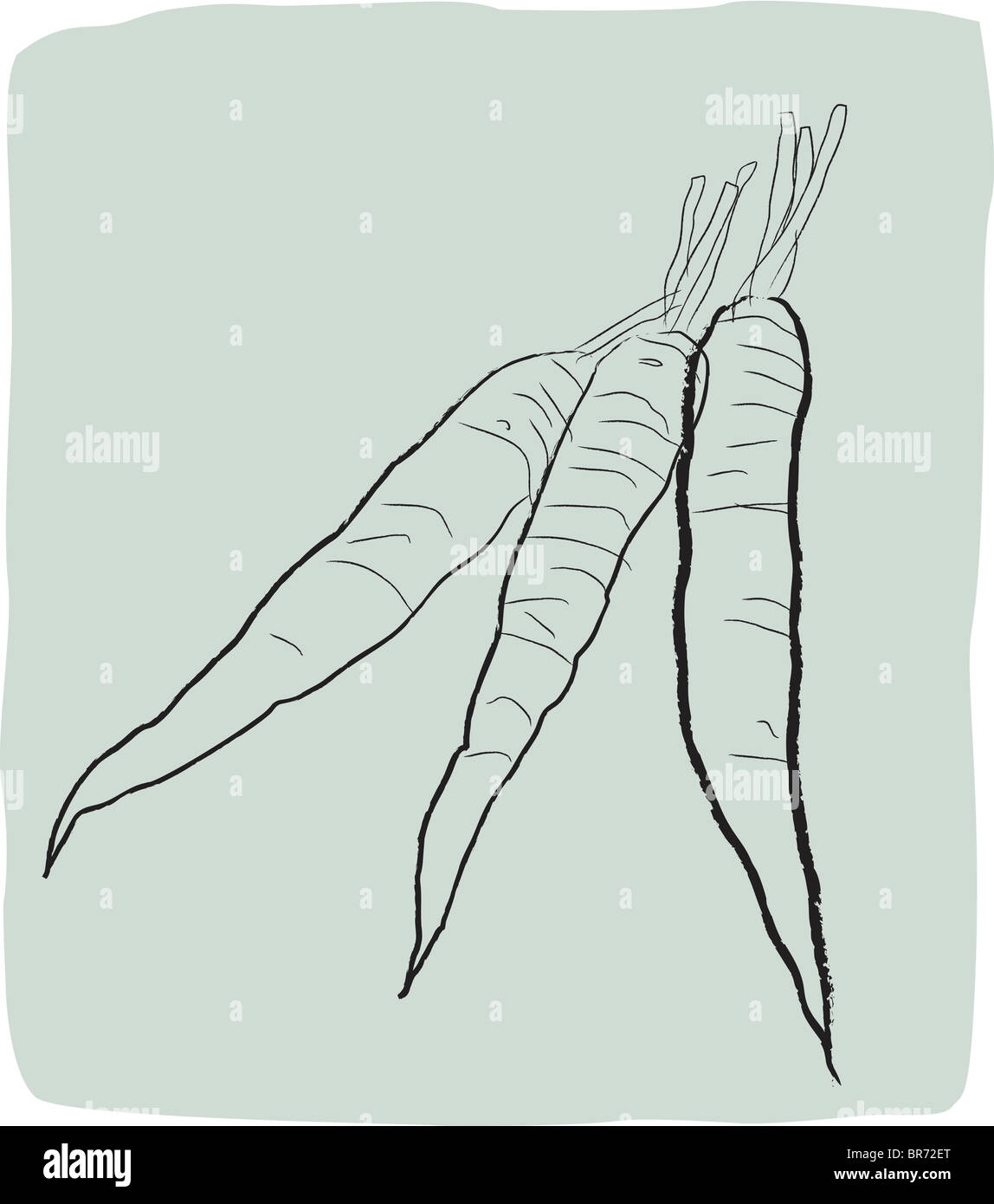 Eine strukturierte Zeichnung Karotten Stockfoto
