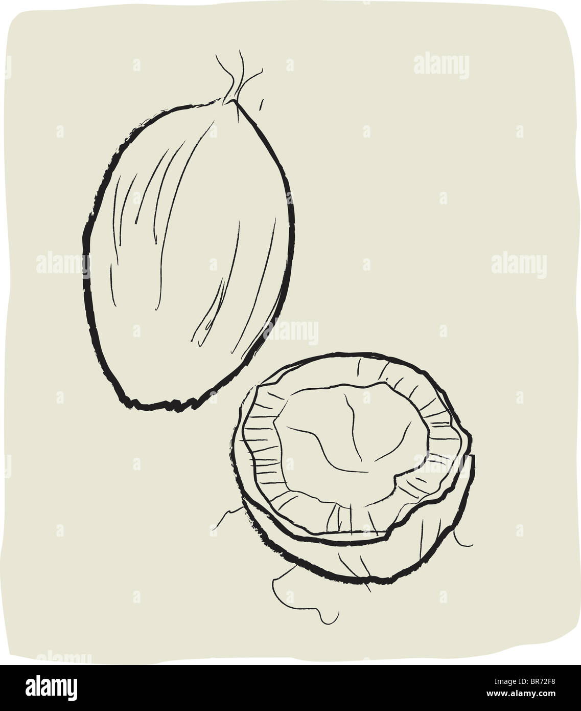 Eine strukturierte Zeichnung der Kokosnuss Stockfoto
