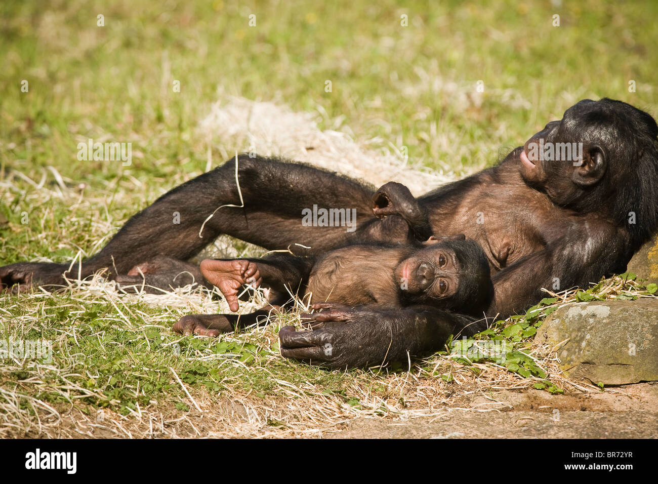 Bonobo (Pan Paniscus) - Mutter und Baby Bonobo hinlegen, entspannend, mit Auge Contac - August Planckendael Zoo, Belgien Stockfoto