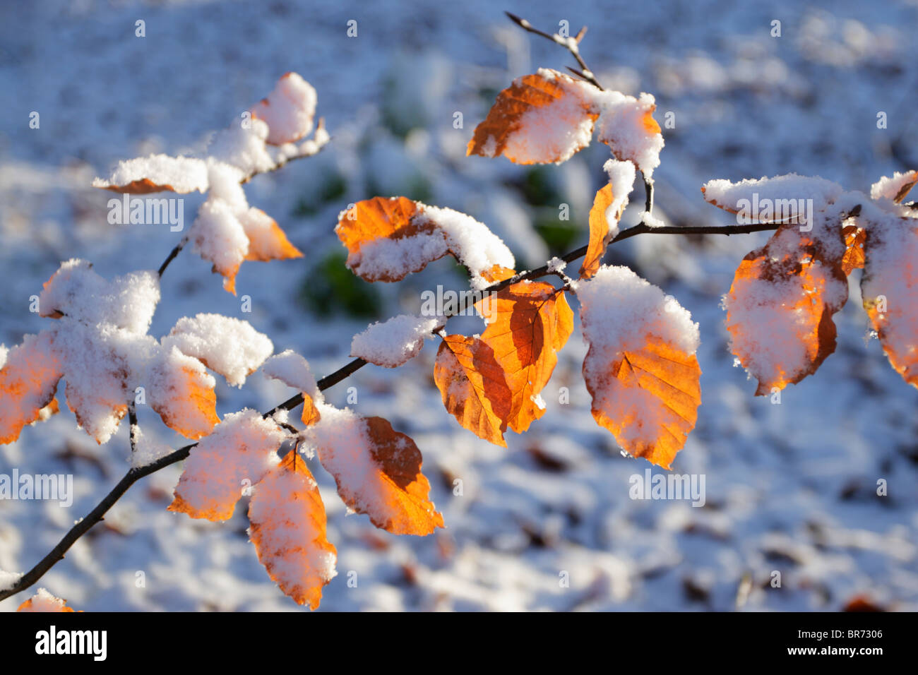 Leuchtend orange Buche Blättern bedeckt mit einer Prise Schnee Hervorhebung der Wechsel der Jahreszeiten Stockfoto