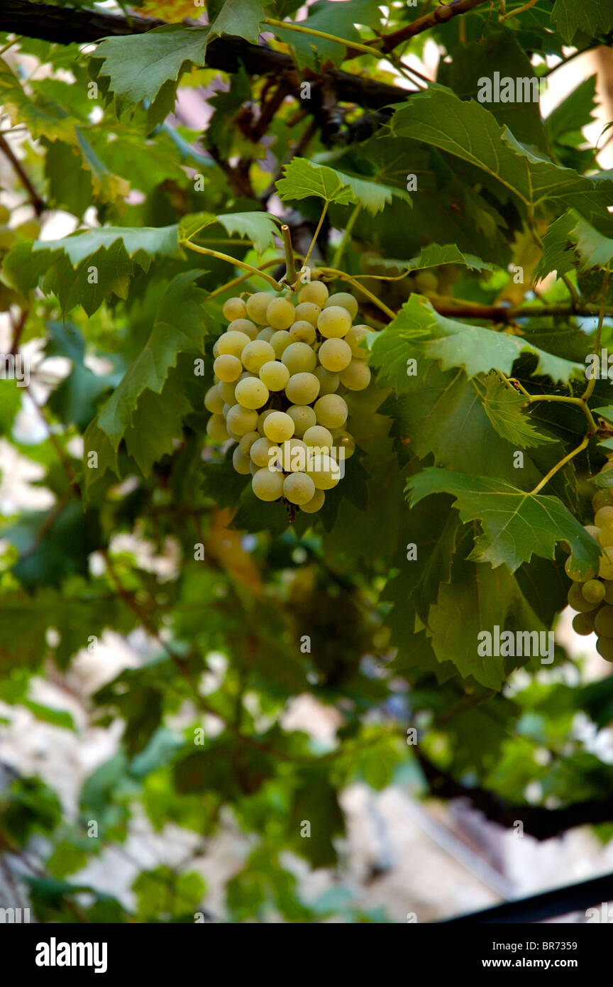 Grüne Trauben wachsen auf einer Weinrebe Stockfoto