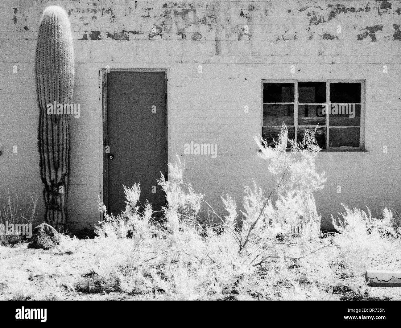 Gebäude-Detail & Saguaro Kaktus [Infrarot-Foto] Stockfoto