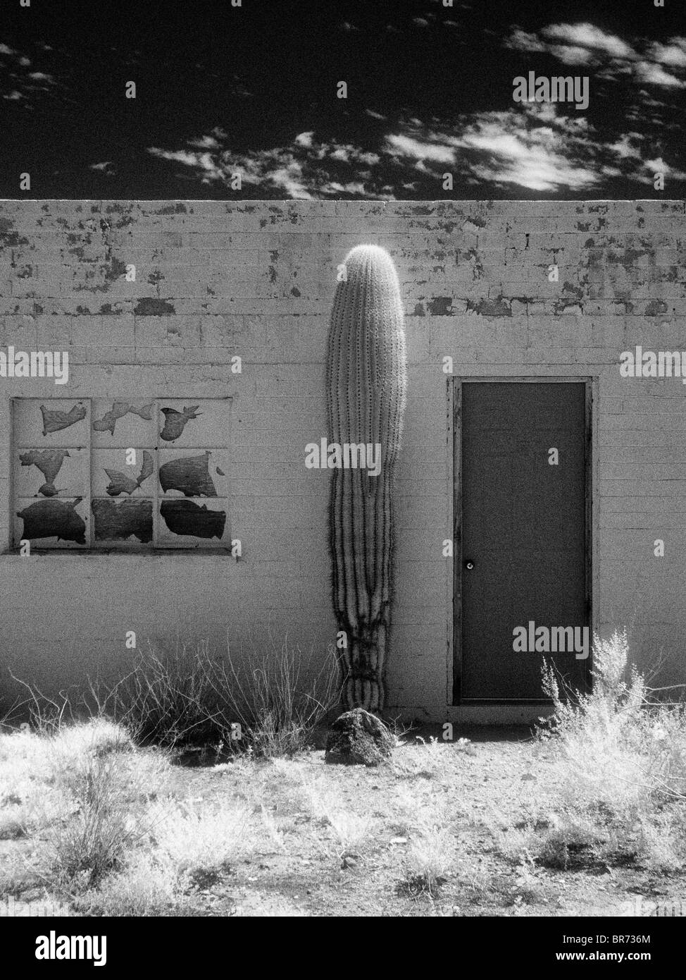 Gebäude-Detail & Saguaro Kaktus [Infrarot-Foto] Stockfoto