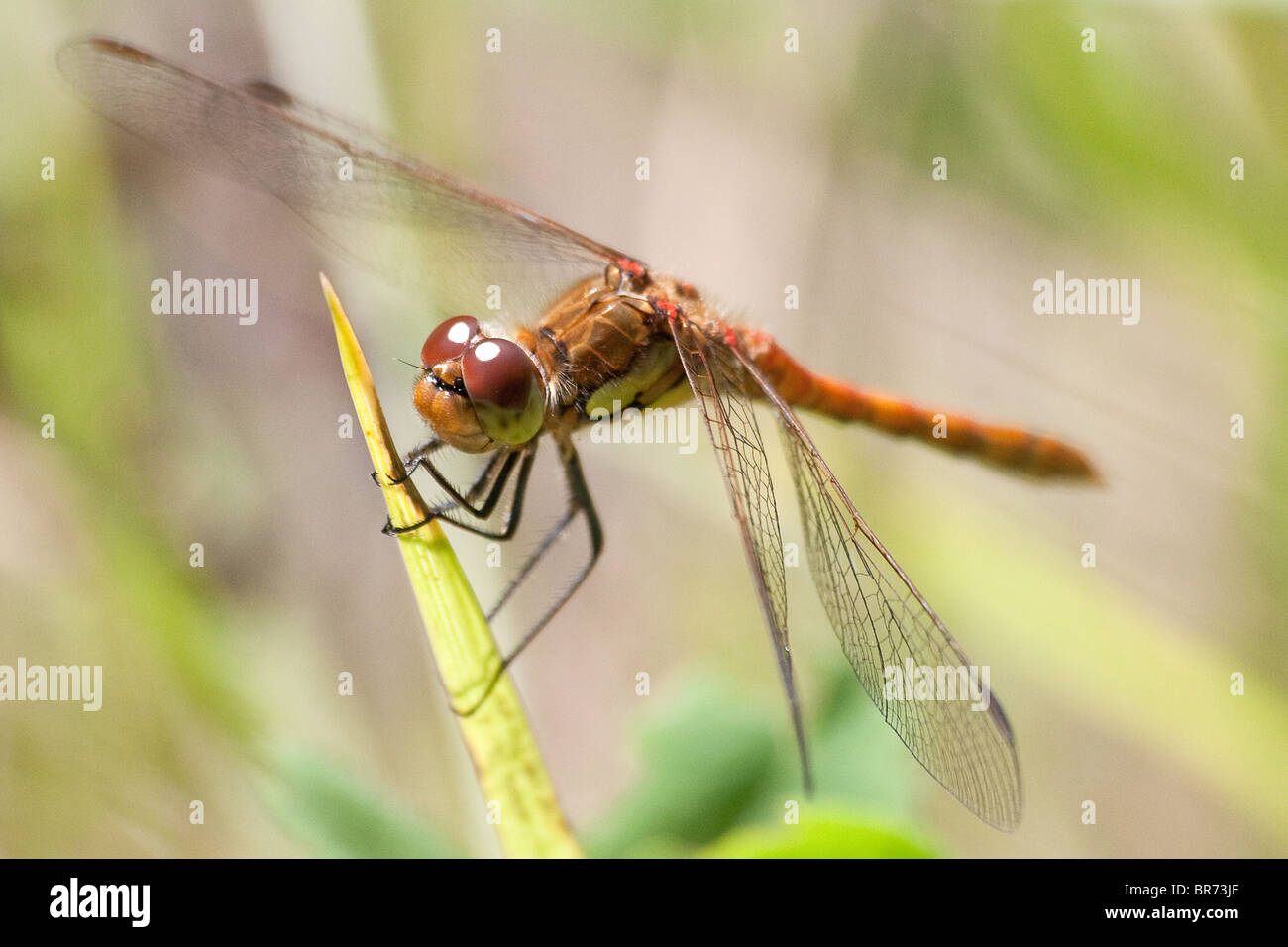 Makroaufnahme einer männlichen gemeinsame Darter Libelle (Sympetrum Striolatum). Stockfoto