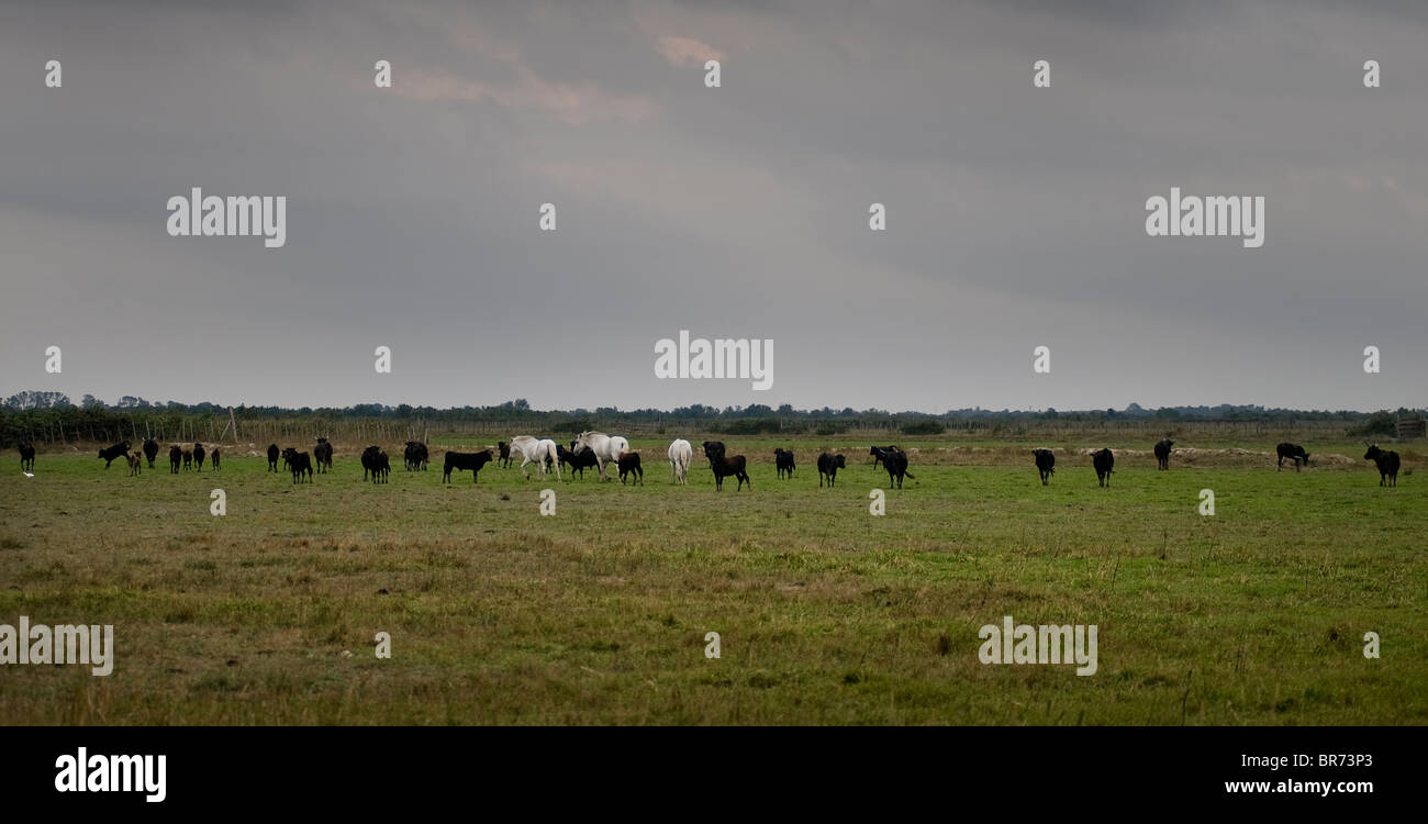 Pferde und Stiere in der Camargue-park Stockfoto