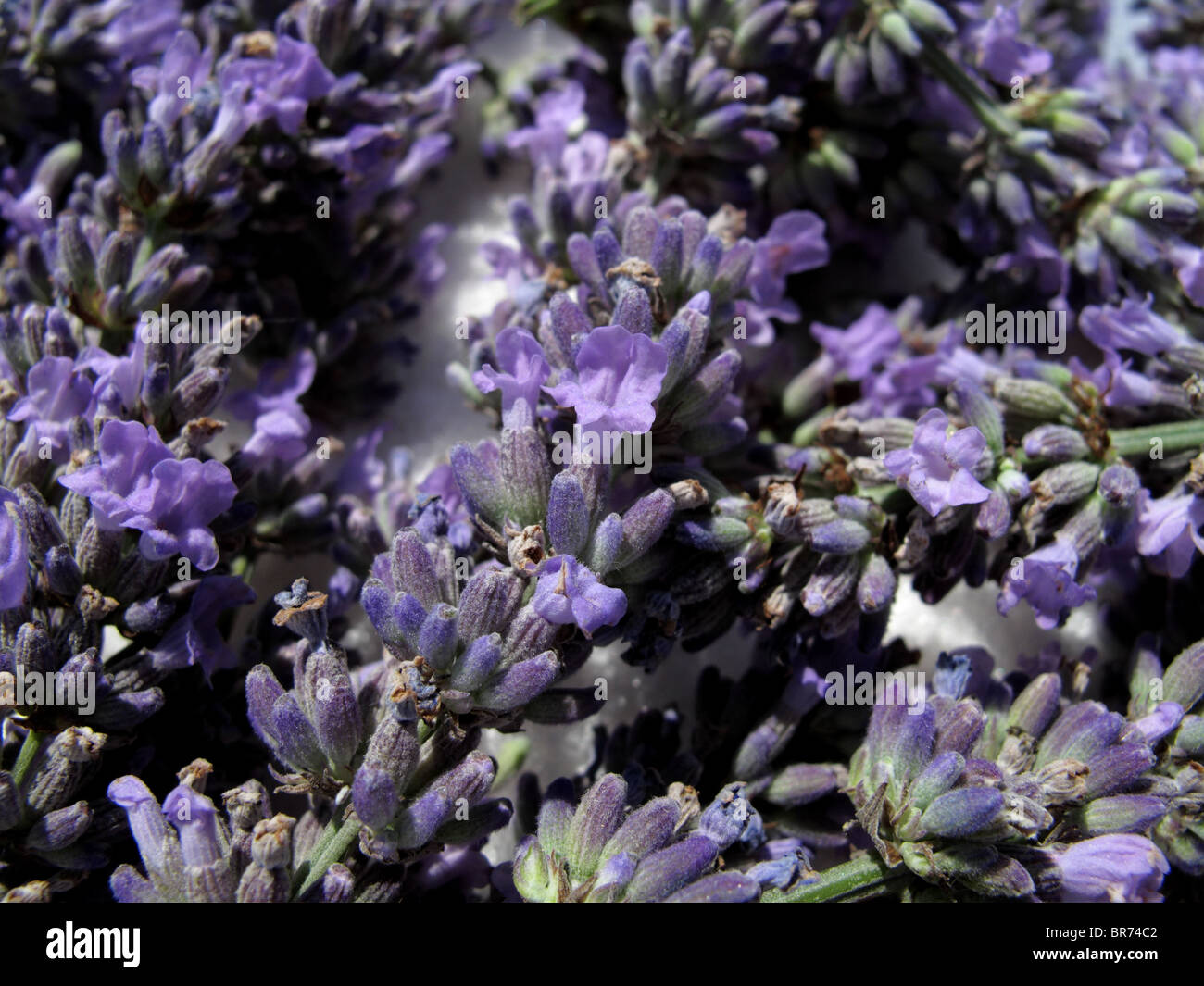 Lavendel Blumen (Lavandula Angustifolia) Stockfoto