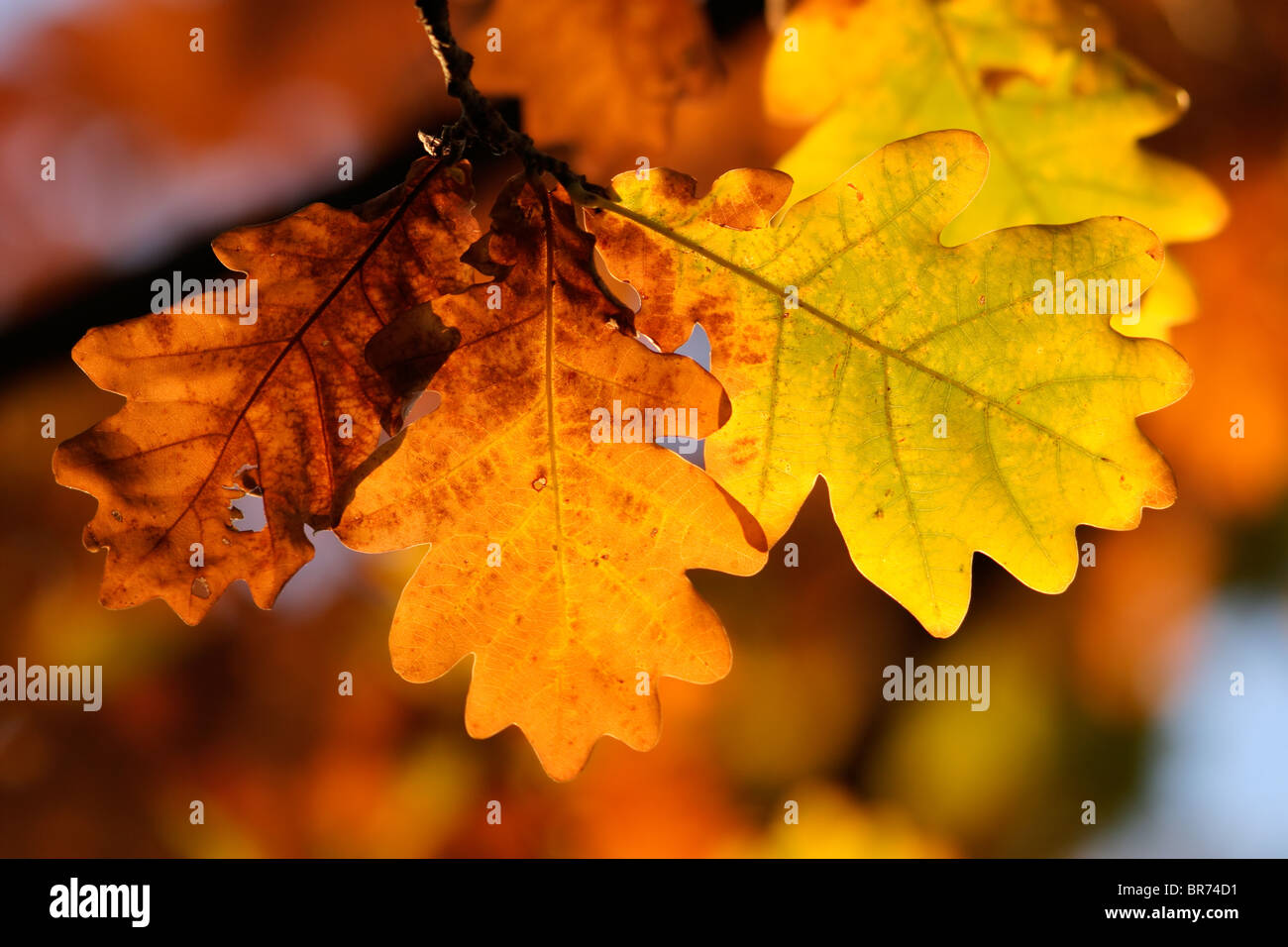 Blätter einer Eiche mit schönen, warmen Herbstfarben Stockfoto