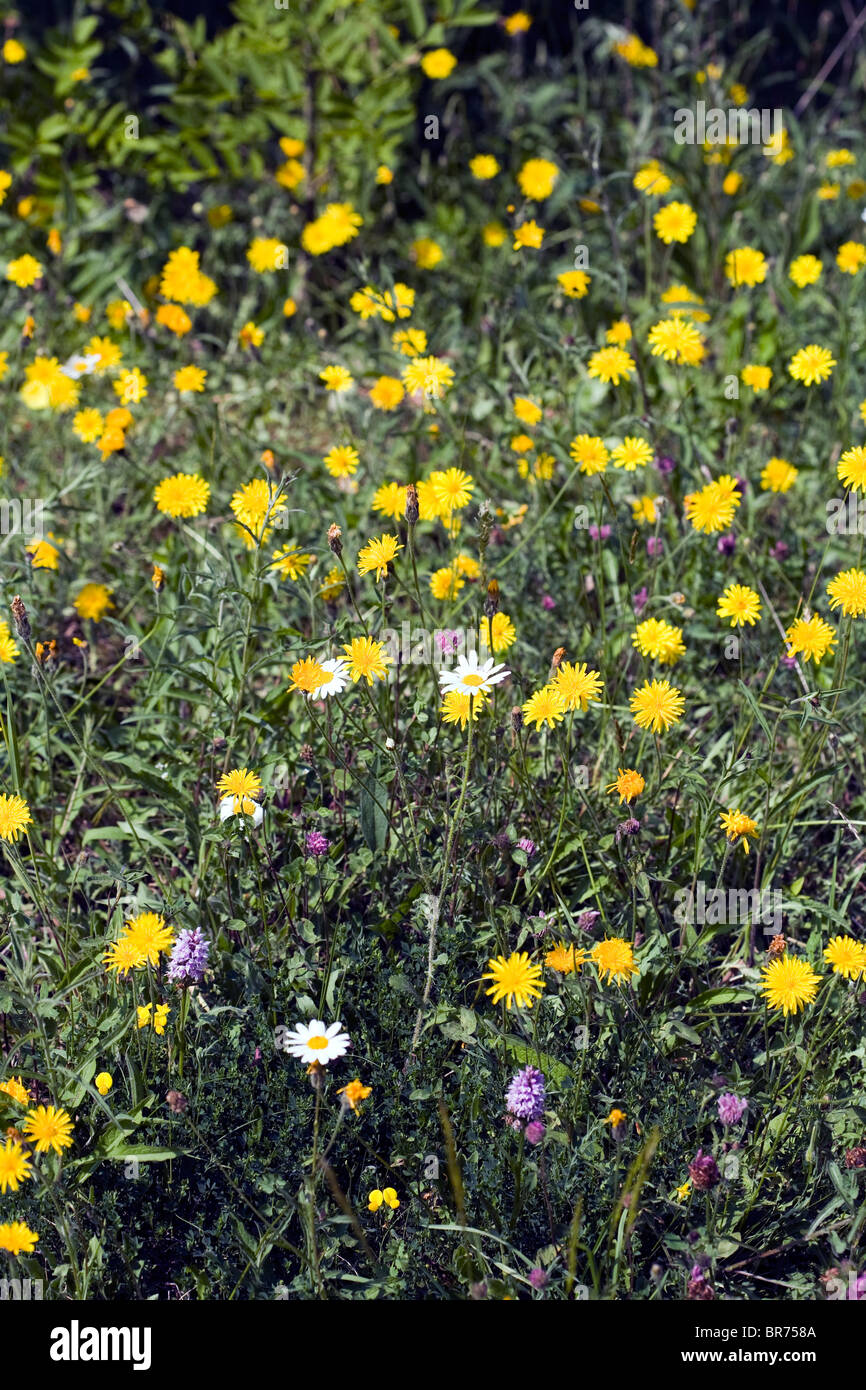 Wiesenblumen, einschließlich Rough Hawksbeard Ochsen-Auge Daisy und gemeinsame entdeckt Orchidee Millers Dale Derbyshire England Stockfoto