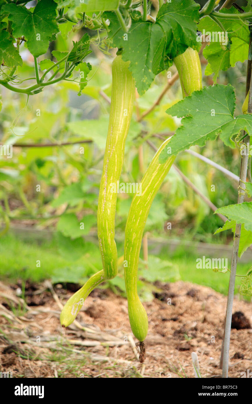 Trombomcino oder Posaune Zucchini wachsen auf einem London-Zuteilung Stockfoto