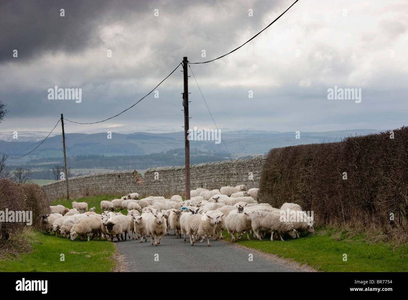 Schafe zu Fuß und Weiden entlang der Straße; Northumberland, England Stockfoto