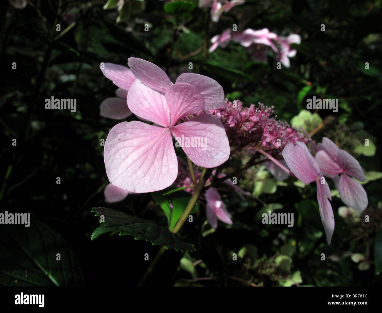Rosa Lacecap-Hortensien (Hydrangea Macrophylla) Stockfoto