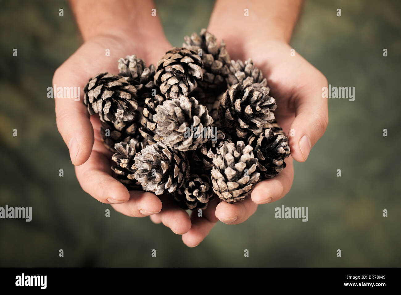 Mann, der alten Tannenzapfen in seinen Händen hält Stockfoto