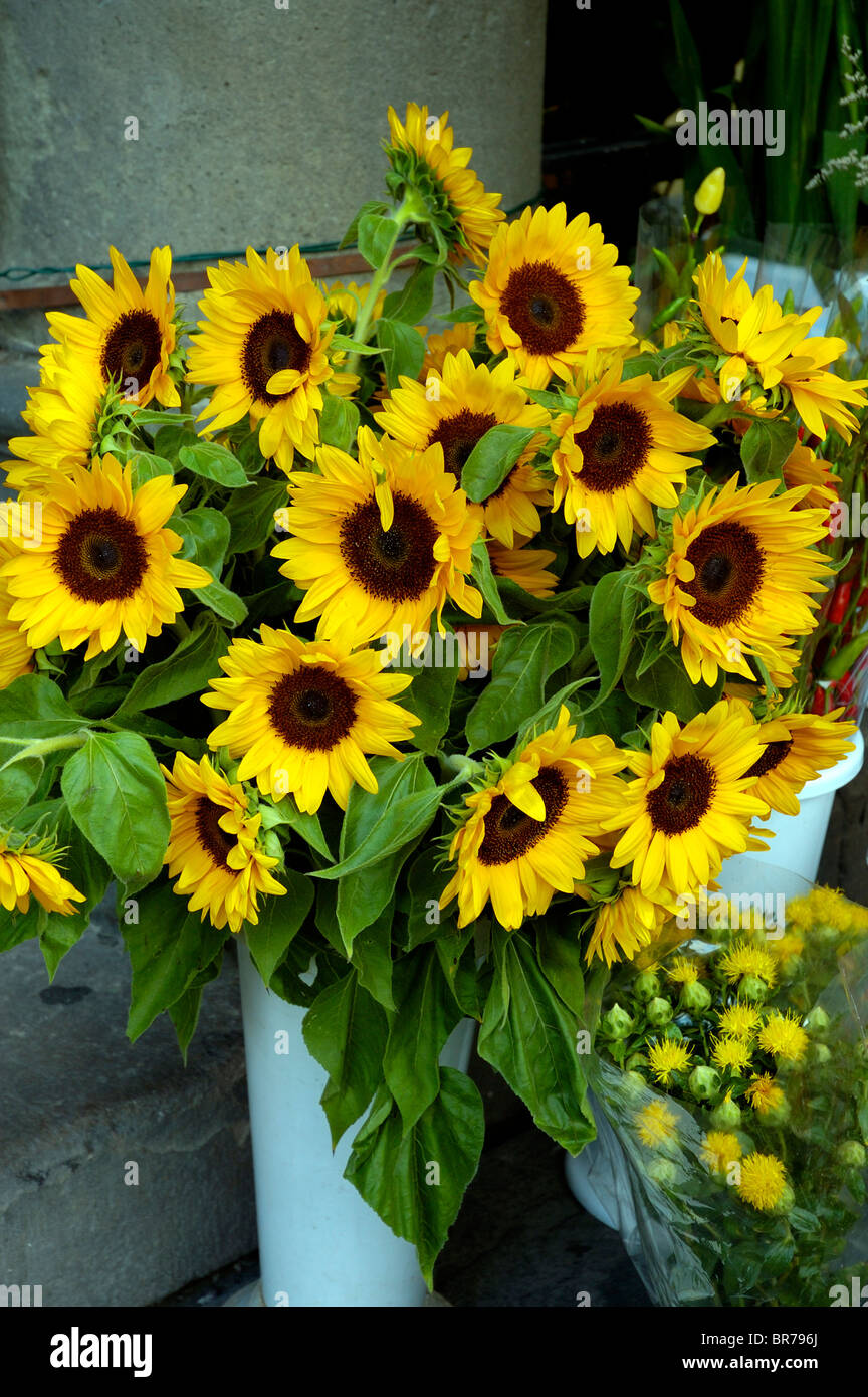 Sonnenblumen (Helianthus) zum Verkauf an einen Bauernmarkt In Lucca Italien Stockfoto