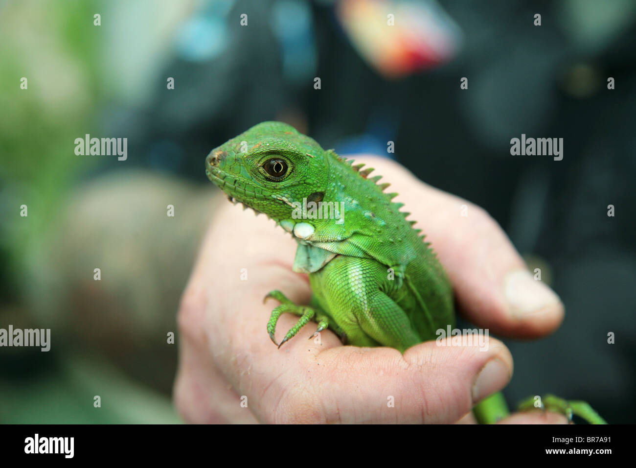 Mann, der einen jungen grünen Leguan als Haustier hält. Stockfoto
