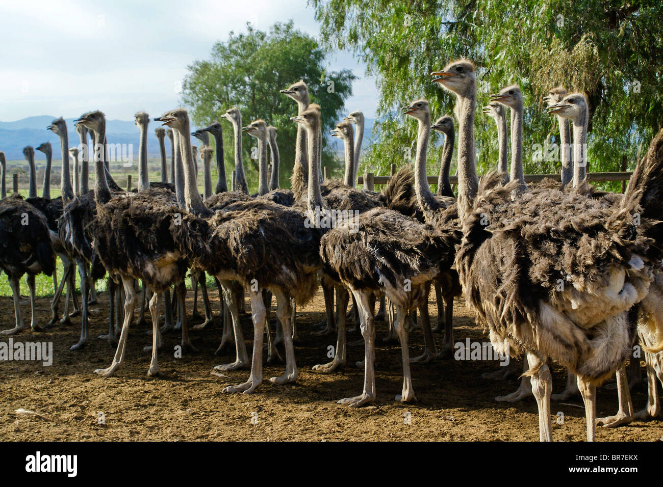 Ostrich Straußen-Liege – Mit Gesichtsausschnitt, Verstellbarer Rückenlehne & Tragegurt, Max. 113,4 Kg, Für Strand & Pool
