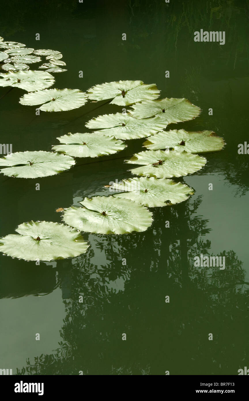 Seerose oder Lotus Blätter mit Spiegelbild im stillen Wasser. Stockfoto