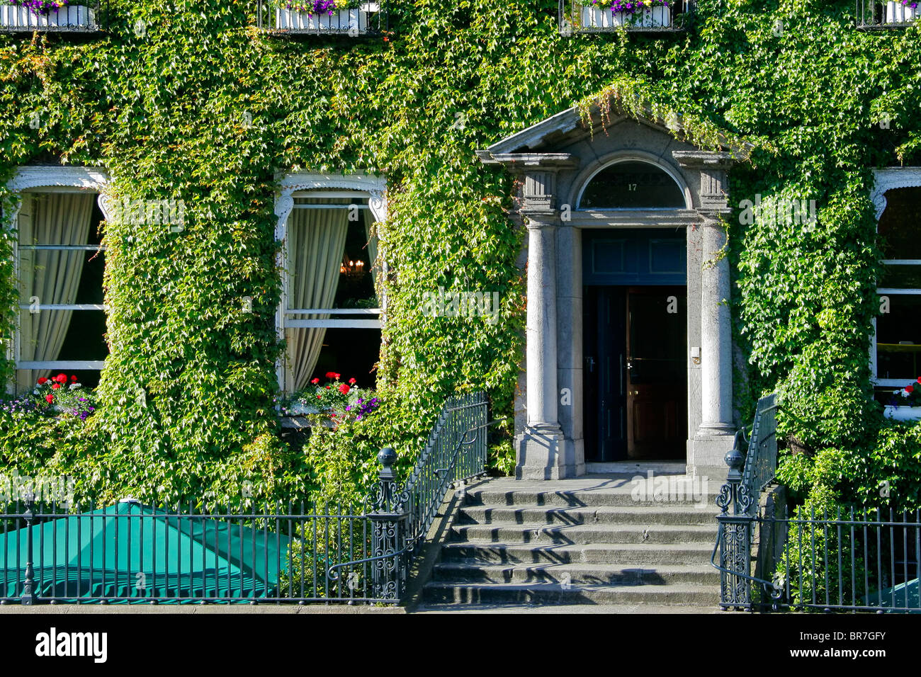 Windows von einem irischen Gebäude umgeben von Efeu-Kletterpflanzen Stockfoto