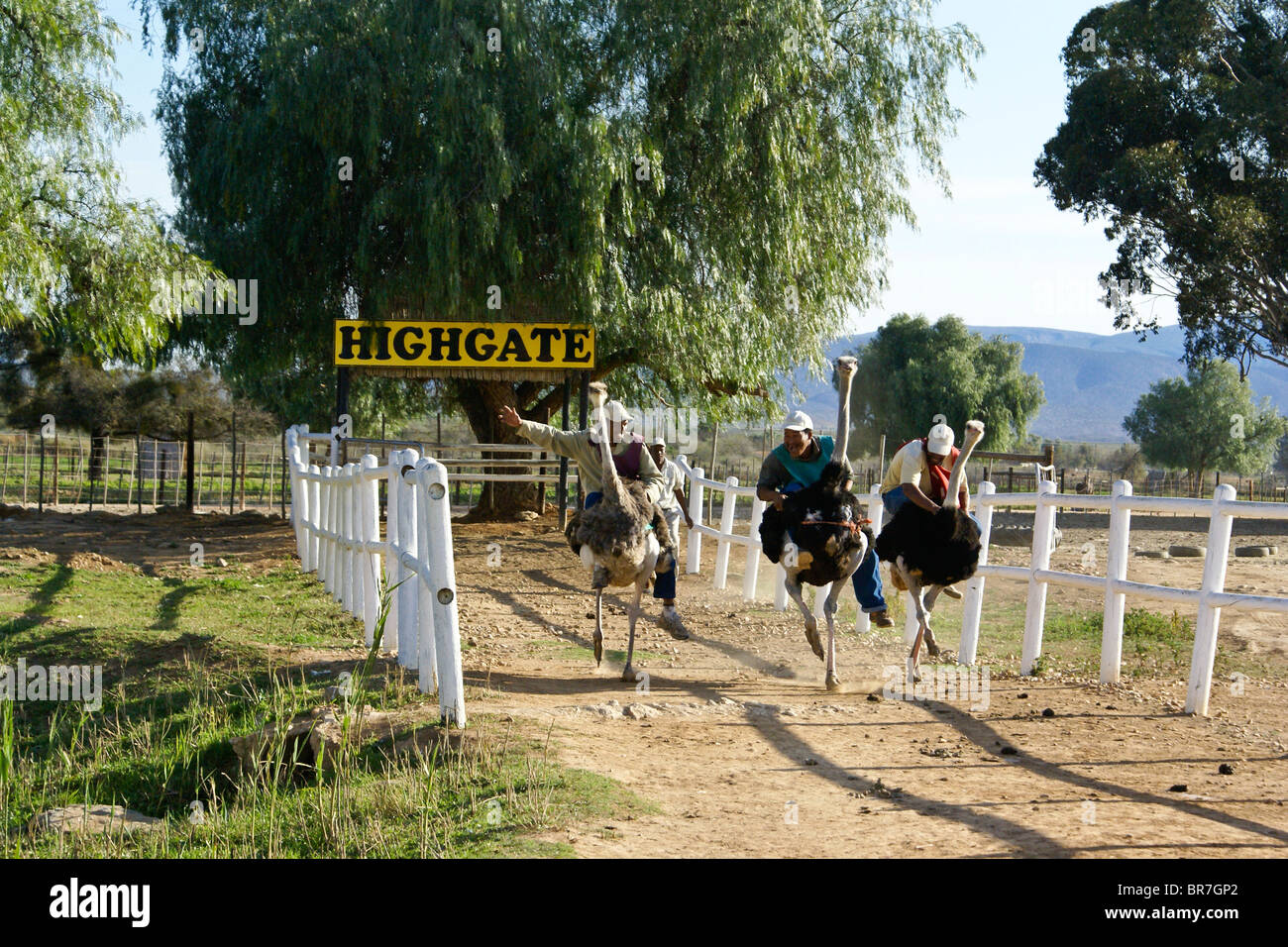 Ostrich Racing Track Ostrich racing -Fotos und -Bildmaterial in hoher Auflösung – Alamy