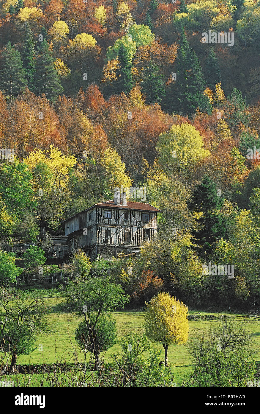 Herbstfarben in den Wäldern von Kure Berge der westlichen Schwarzmeerregion Türkei. Stockfoto