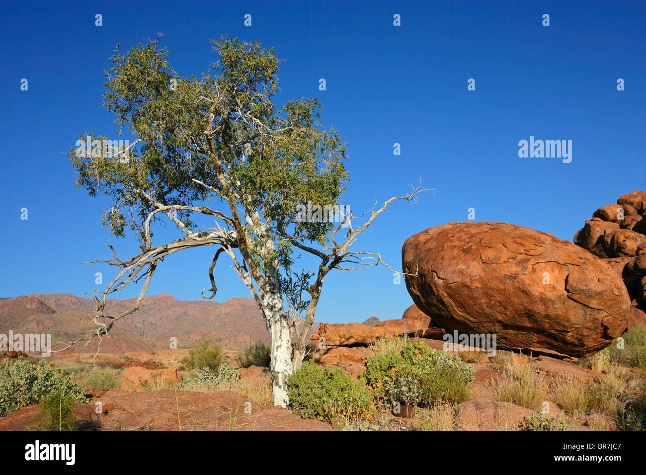 Wüstenlandschaft mit einem Baum, Granitfelsen und blauer Himmel, Namibia, Südliches Afrika Stockfoto
