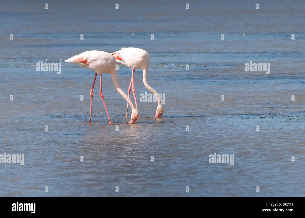 Flamingos in der Camargue. Stockfoto