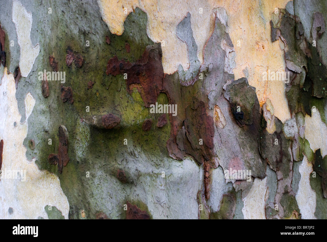 Botanische Baumrinde Stamm auf Stamm von Ahornblättrige Platane (Platanus X acerifolia [Aiton] Willd) Stockfoto