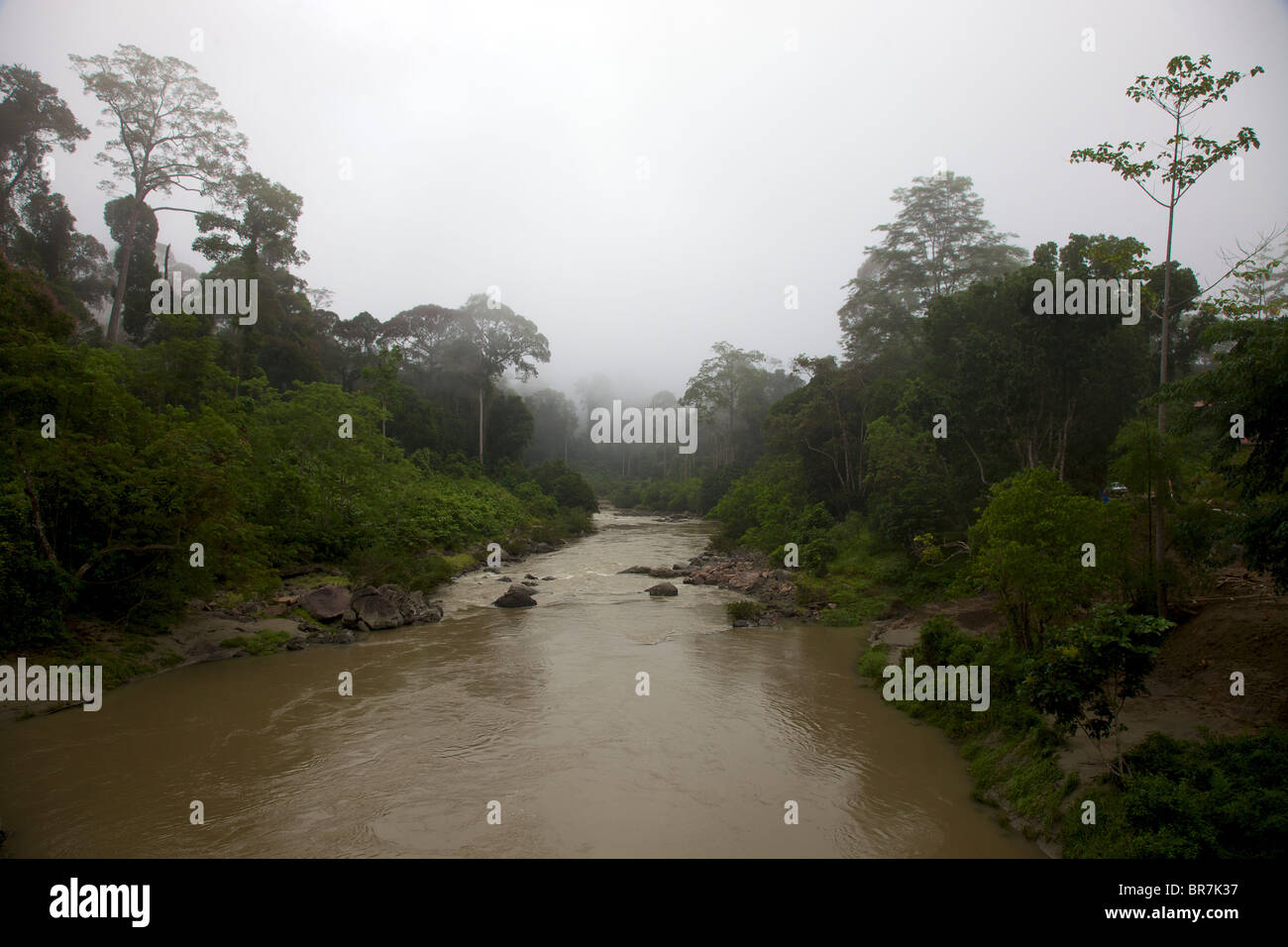 Borneo 2010, Danum Fluss Stockfoto