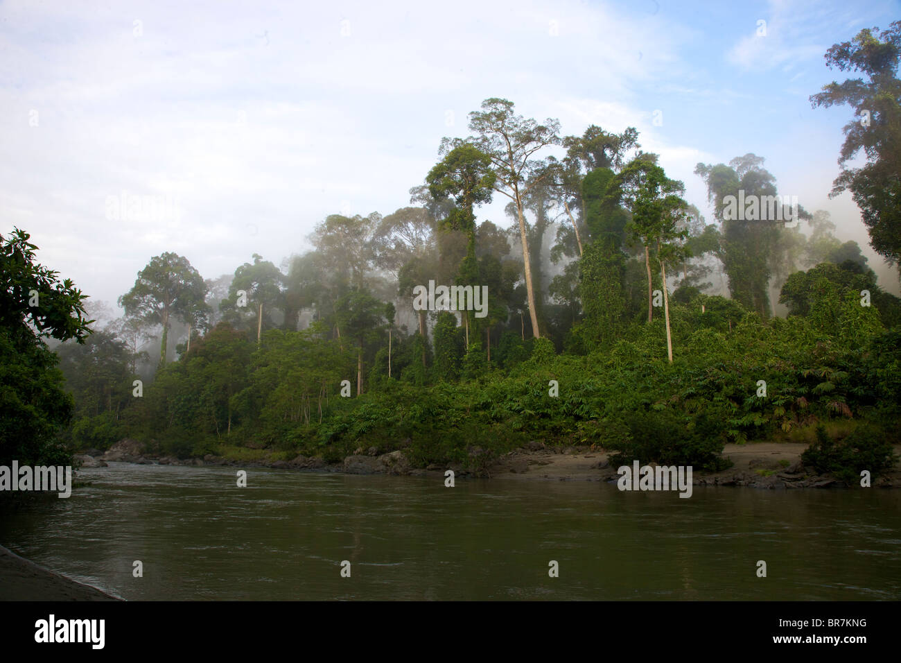 Borneo 2010 Stockfoto