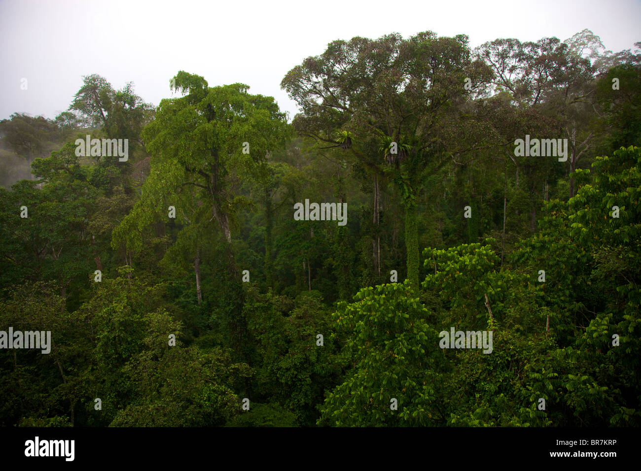 Borneo 2010 Stockfoto