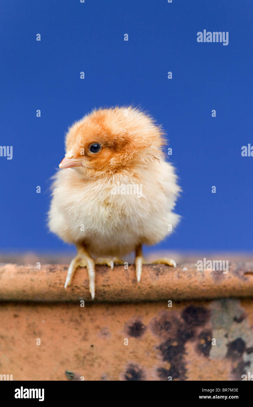 Küken auf einem Blumentopf Stockfoto