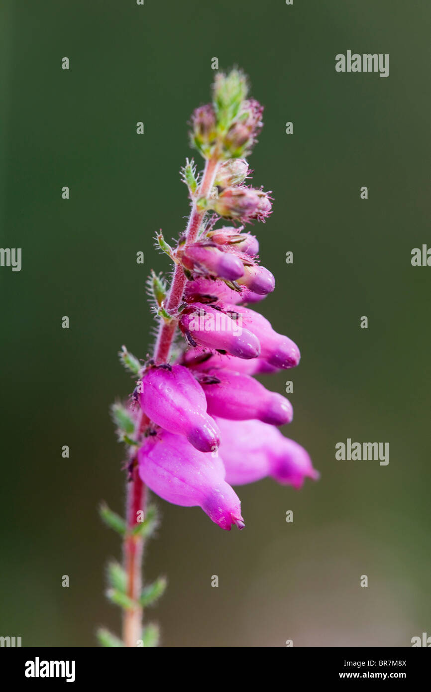 Dorset Heide; Erica ciliaris Stockfoto