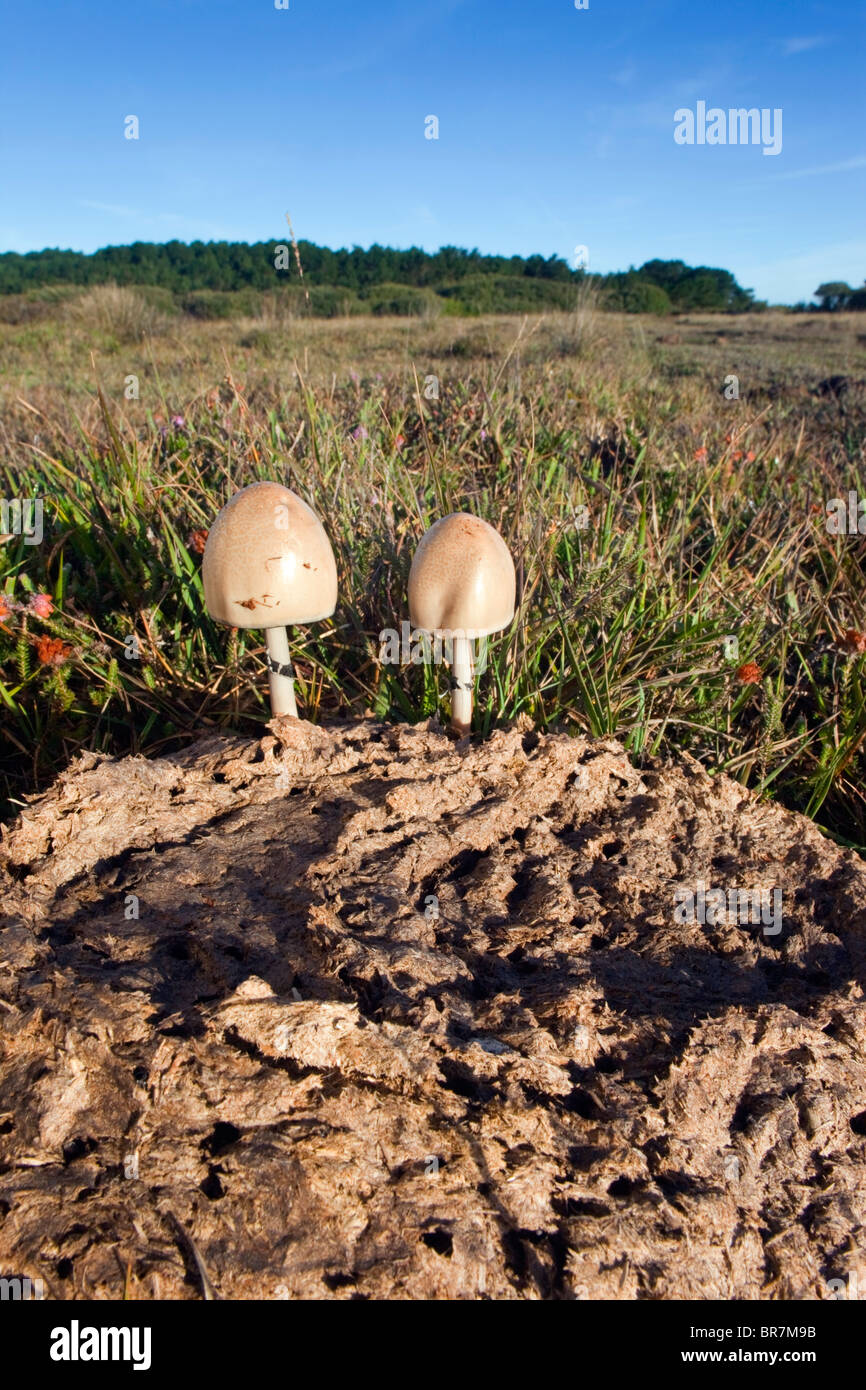 Dung Mottle-Kieme; Panaeolus Semiovatus; Pilze; Croft Pascoe NNR; Cornwall Stockfoto