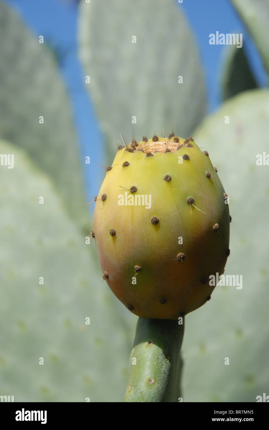 Prickly Pear Cactus, "Opuntia", Spanien Stockfoto