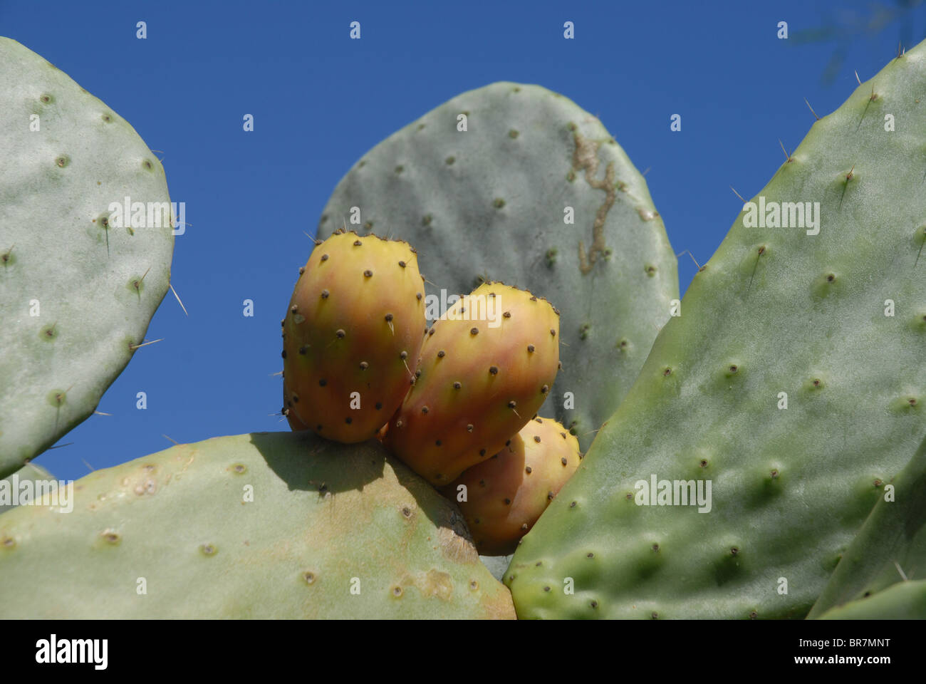 Opuntia, Prickly Pear Cactus, Spanien Stockfoto